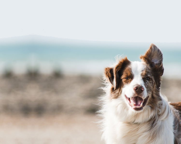 Dog on beach