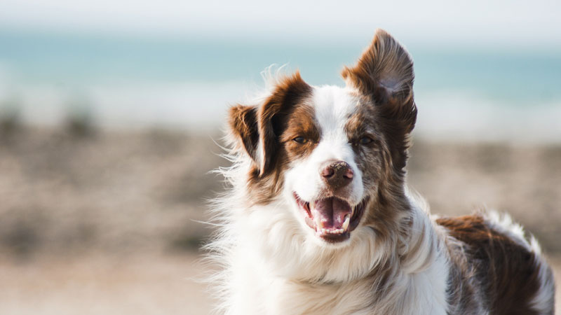 Dog on beach