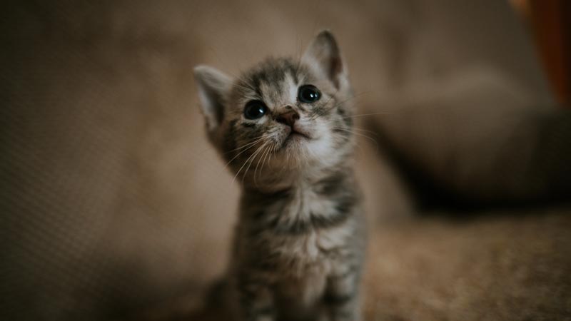 kitten