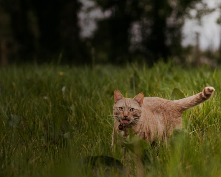 cat in long grass