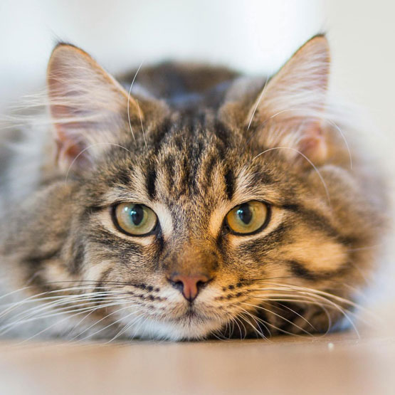 Tabby cat
