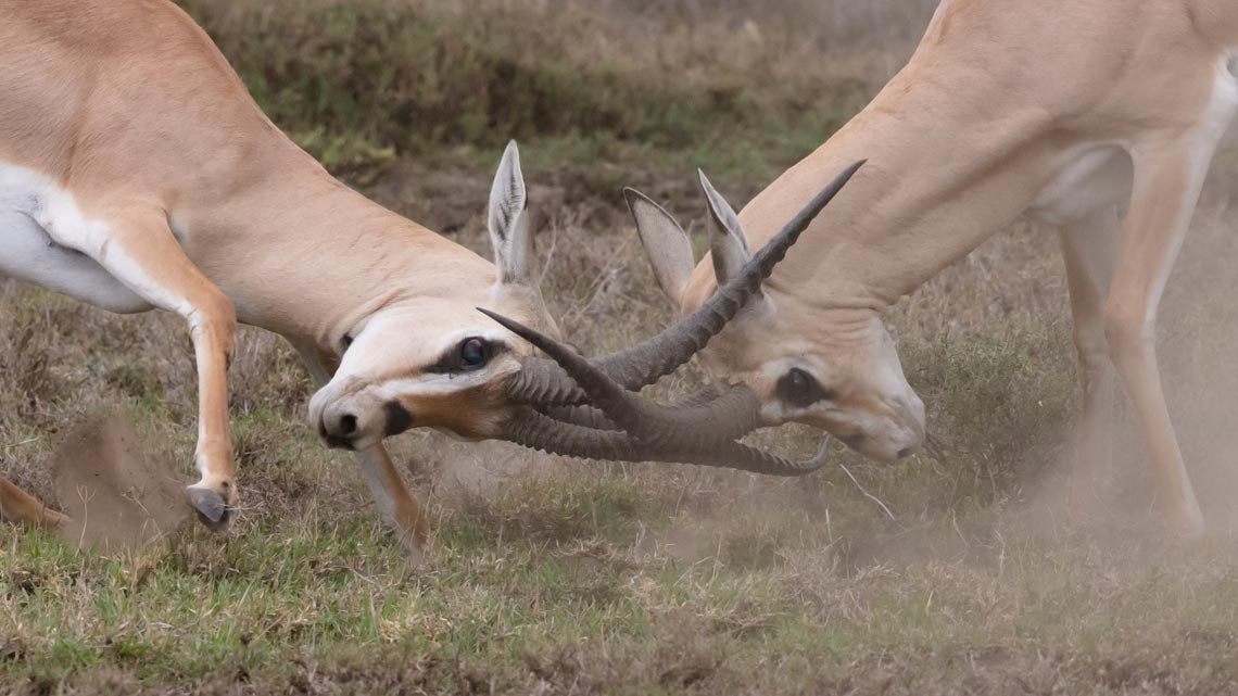 Two animals butting heads